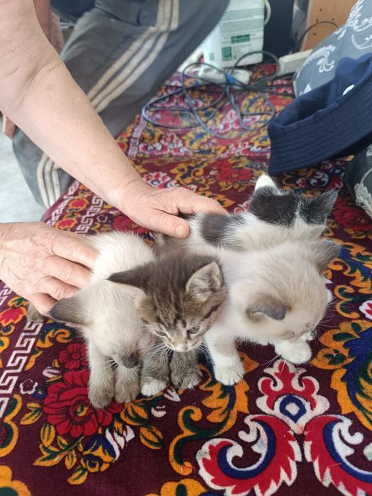Отдам даром котят
