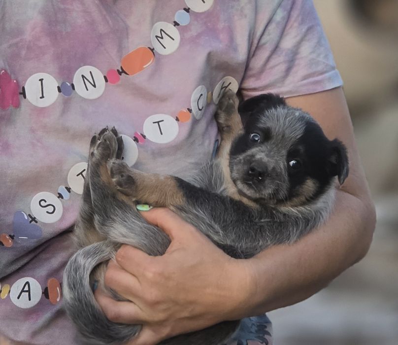 Australian Cattle Dog - femela
