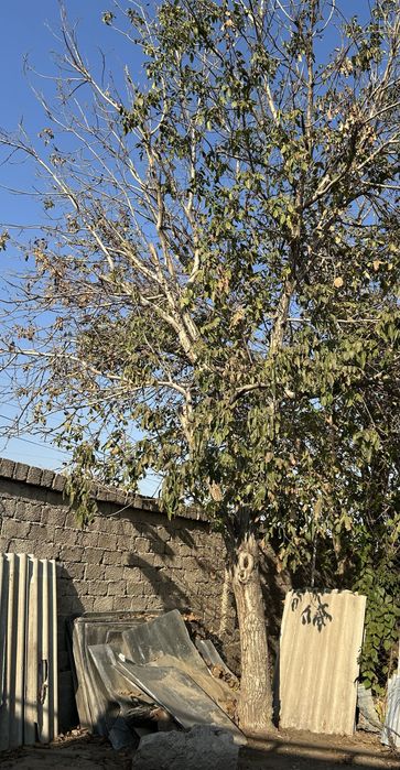 Продается взрослое дерево