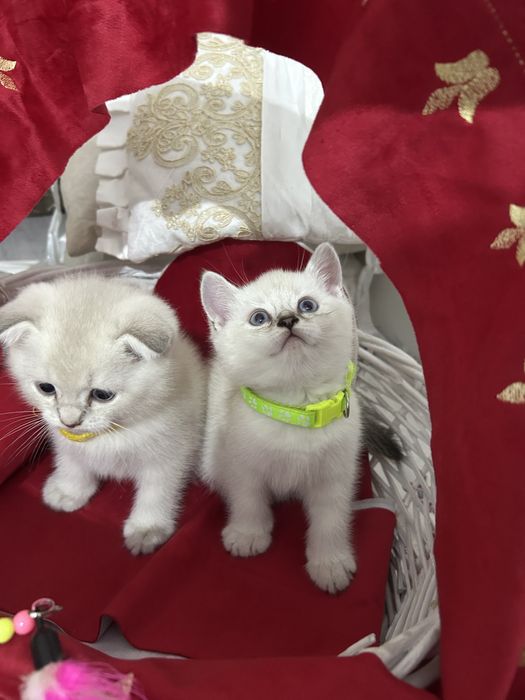 Котята британские