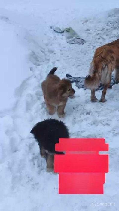 Ищем любящих хозяев.