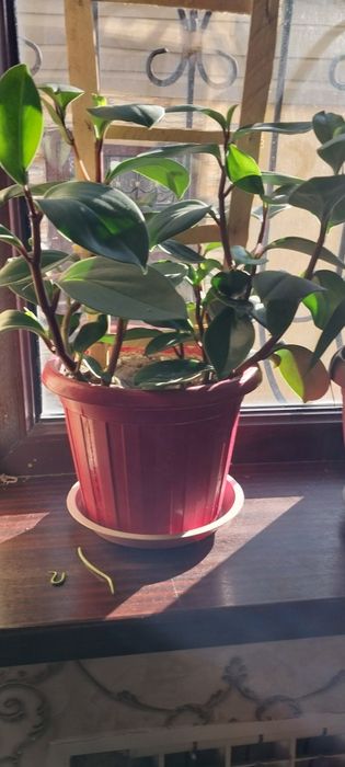 Большие домашние цветы