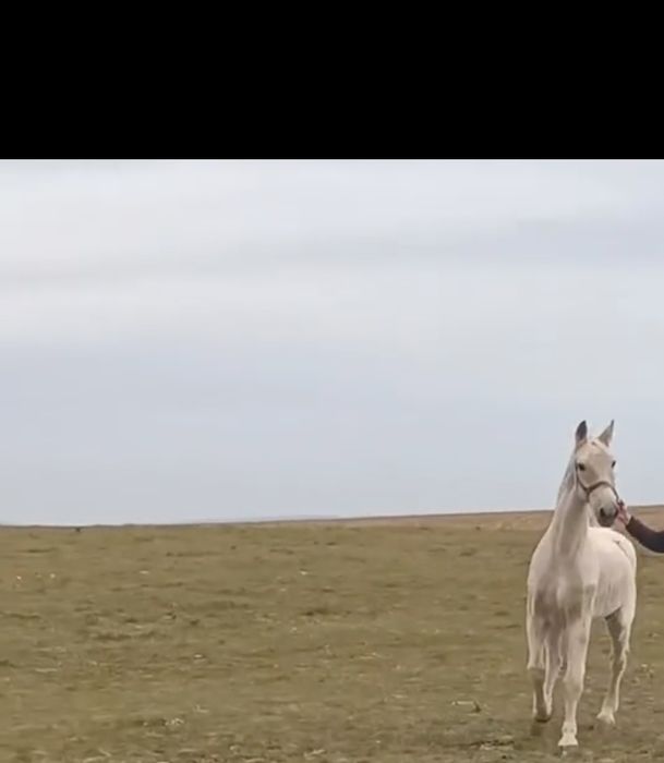 Vând  sau schimb cal pur sânge olandez 13 ani atelj și calarie