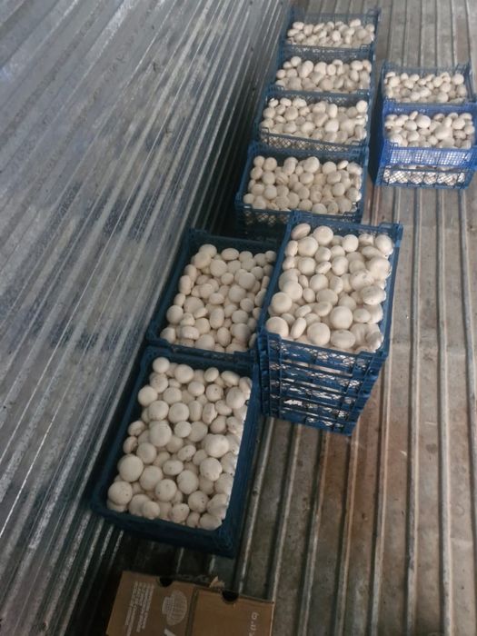 Готовый завод шампиньонов 6000соток