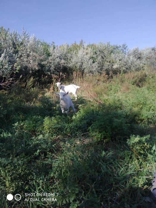 Продам козлика на племя!