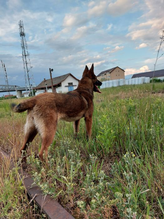Donez ciobanesc malinois