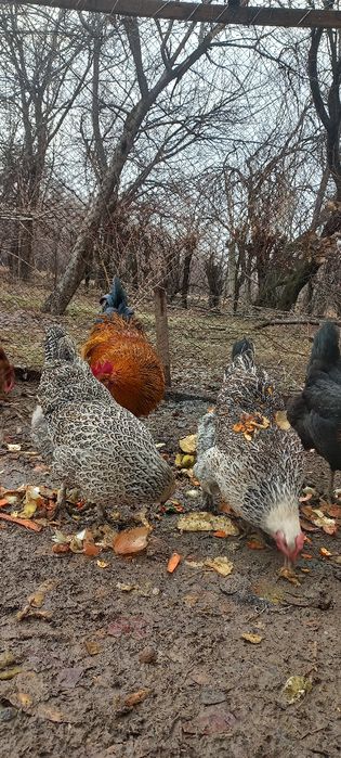 Тауык кораз сатылады