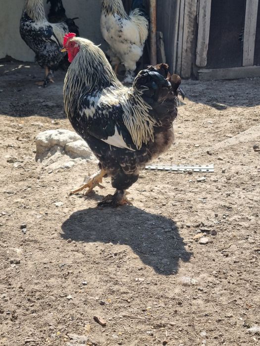 Продам петухов брама