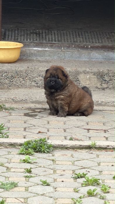 Эксклюзивные щенки чау-чау — девочки