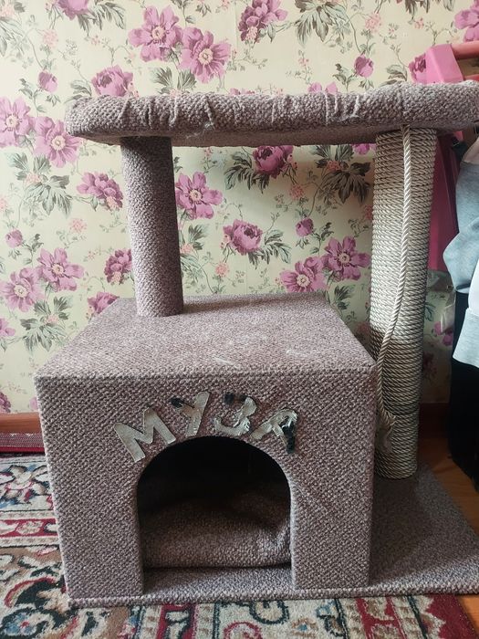 Шотландская кошка