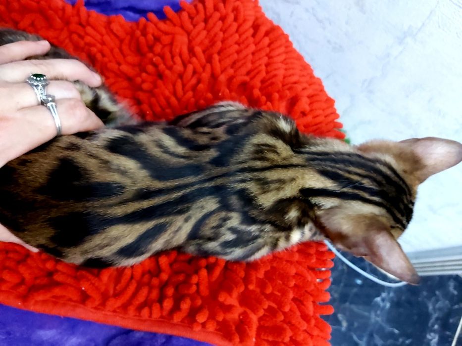 Девочки - ЗОЛОТО- УГОЛЬ. Бенгальские