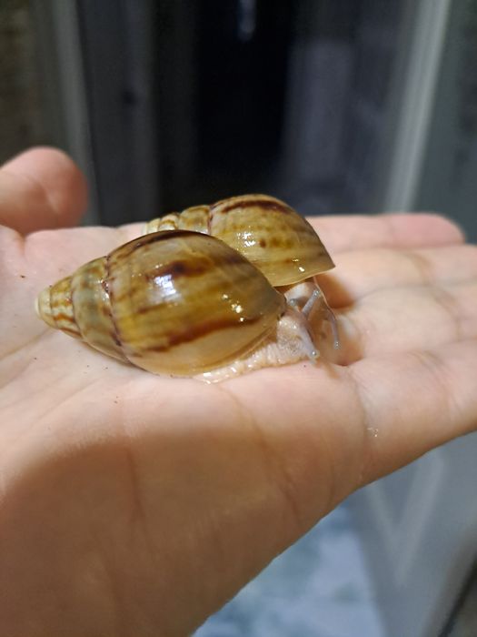 Ахатина пантерка пародали улитка