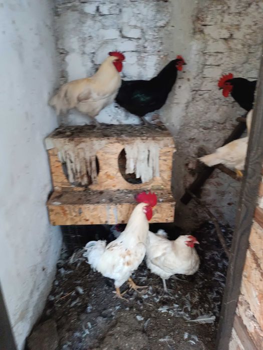 Продавам кокошки изгодно