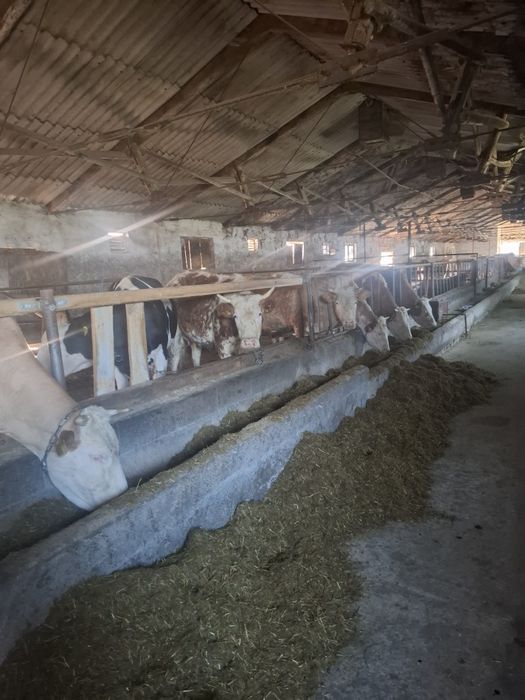 Vaci    cu      lapte