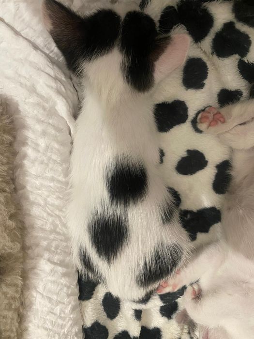 Pisicuti spre adoptie