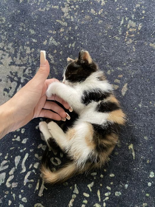 Котёнок в добрые руки! Срочно