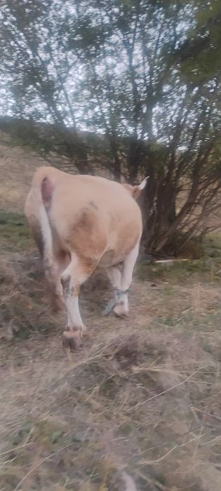 Vaca de vânzare Gârda de Sus Jud Alba