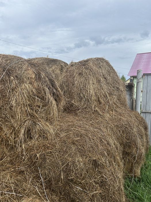 Продам тюковое сено