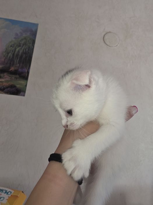 Продам котёнка скоттиш фолд девочка