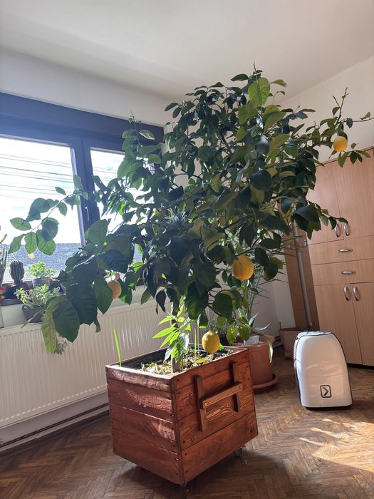 Lamai altoit, foarte roditor!!!