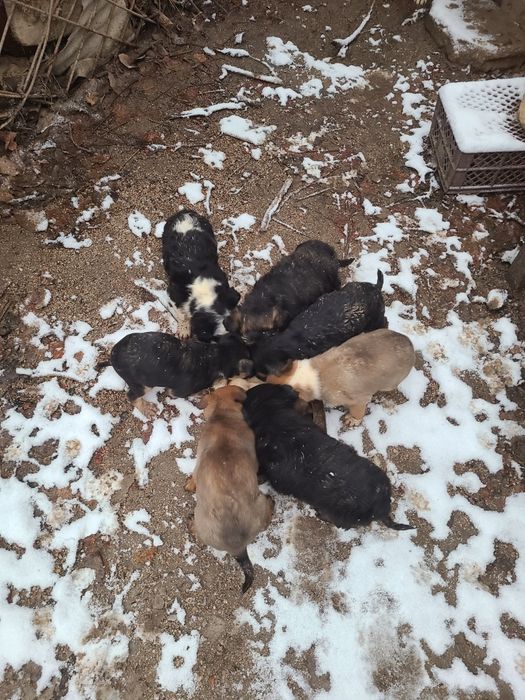 Щенки бесплатно  в добрые руки