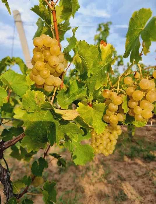 Vand Struguri de Vin