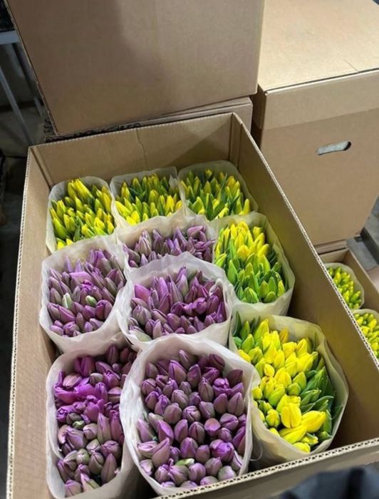 Тюльпаны оптом 320 тг оптом голландия