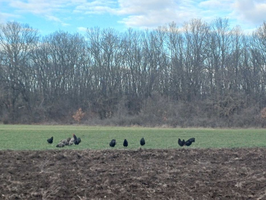 Vand oua  de gaini Australorp, pentru incubatie sau consum bio.