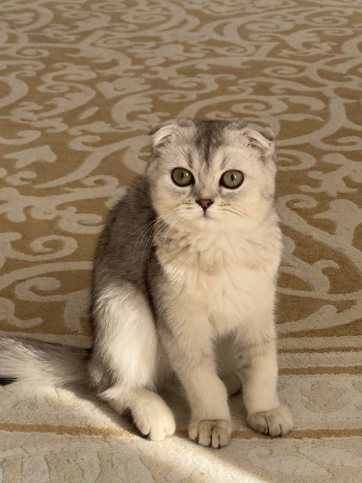 Scottish Fold — девочка, 4 месяца (Ташкент)