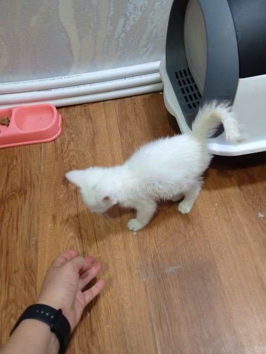 Mushuk turetiskiy angora