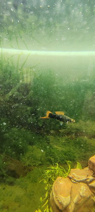 Аквариумные рыбки