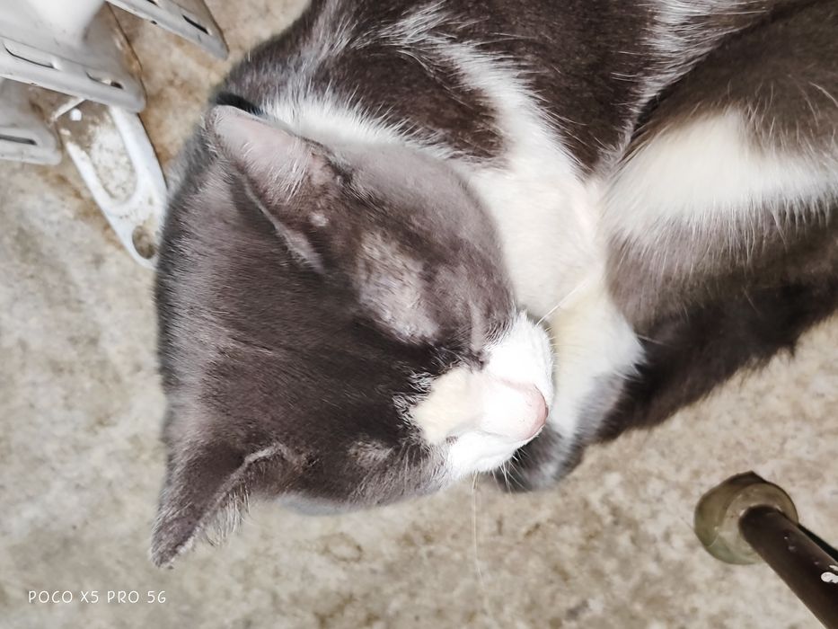 Серо белая биколор. Домашняя