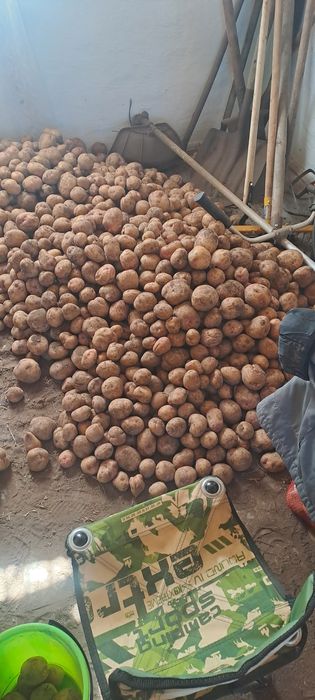 Дачная  картошка