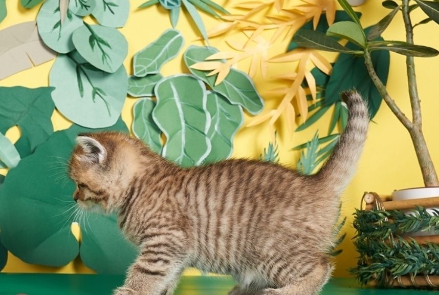 Котята шиншиллы вискас девочки и мальчики
