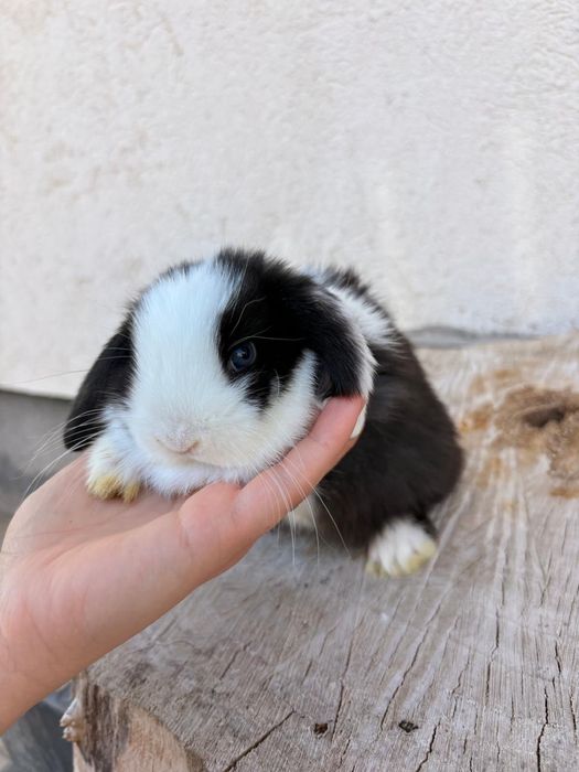 Iepuri pitici de companie berbec pitic mini lop holland lop