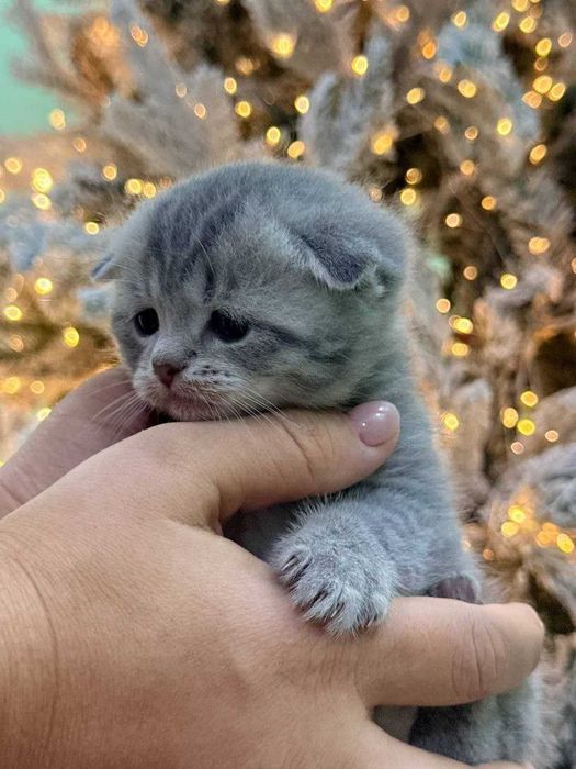 Пародистые кошки