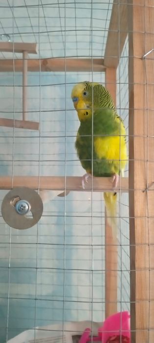 Продается Волнистый попугай