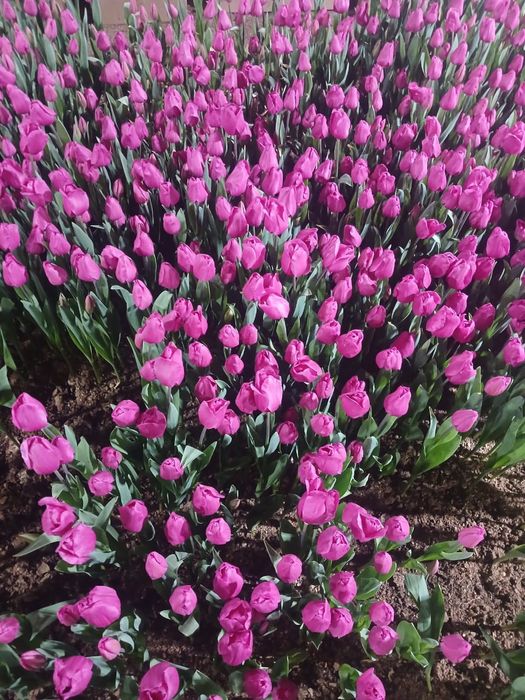 Итальянская тюльпан