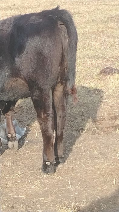 Vând vitei angus si un baltat