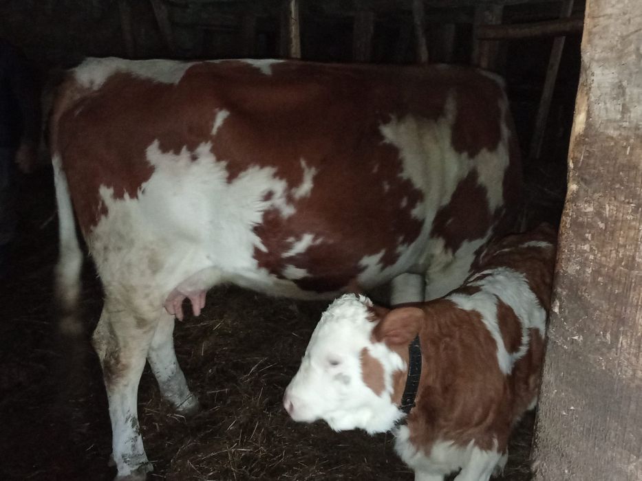De vînzare vaca bună de ținut fatată de 2 săptămâni