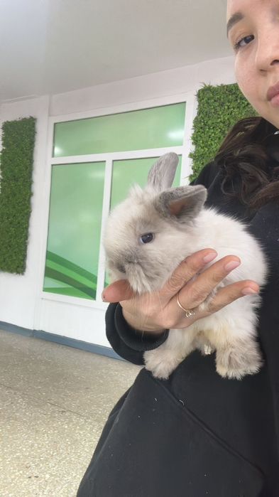 Кролики карликовые