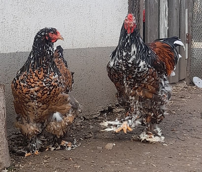 ‼️‼️Oua Brahma pentru incubat‼️‼️