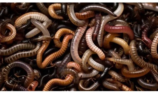 Червяк для рыбалки