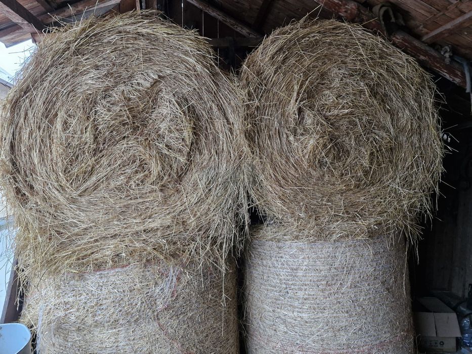 Vând baloți semănătură