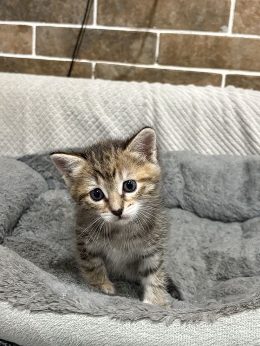 Котенок в добрые руки