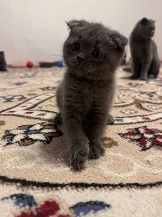 Шотландский чистые котята