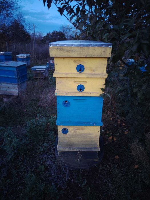 Кошери с по два магазина