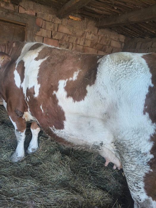 De vanzare  doua vaci