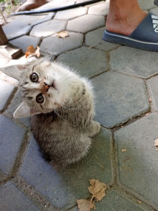 Отдам котят крысоловов