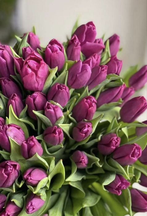 Голландские тюльпаны